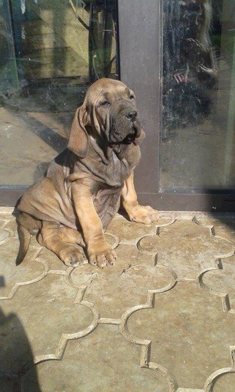 Eborah Fila Brasileiro