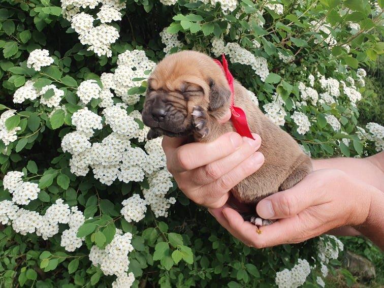 Fila brasileiro štěňata vrh CH Fenka Cherry