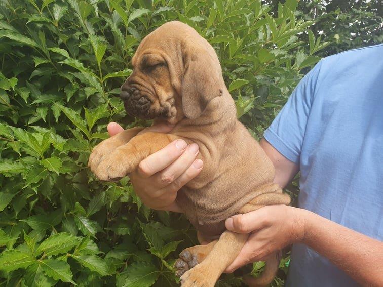 Fila brasileiro štěňata vrh CH Fenka Chuckie