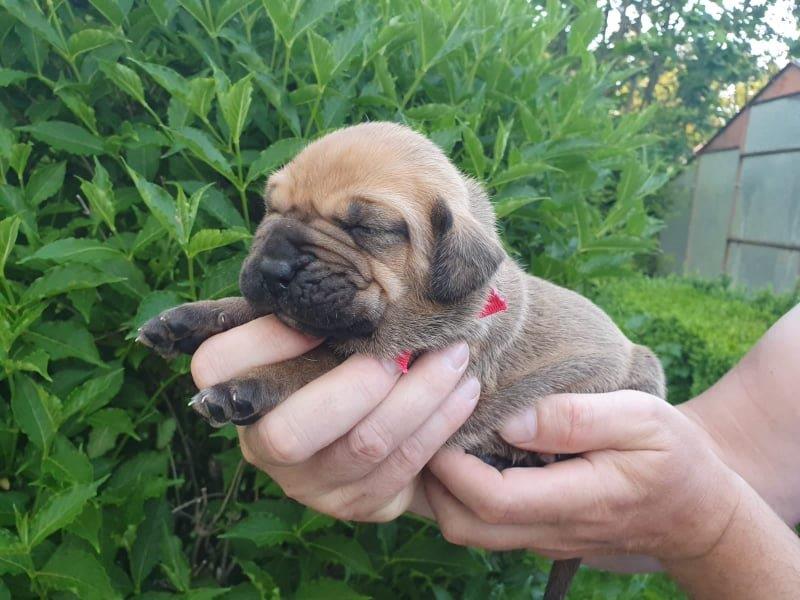 Fila brasileiro štěňata vrh CH Fenka Cherry