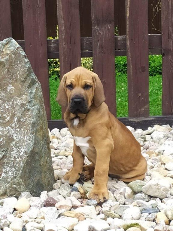 Fila brasileiro štěňata vrh CH pejsek Chann