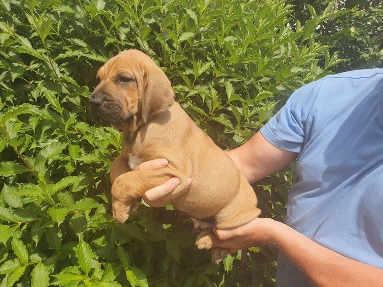 Fila brasileiro štěňata vrh CH pejsek Chann