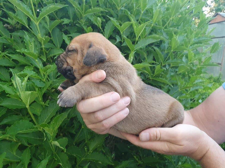 Fila brasileiro štěňata vrh CH pejsek Chann