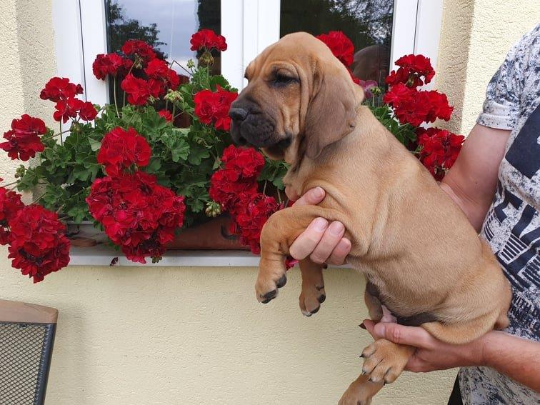 Fila brasileiro štěňata vrh CH pejsek Chann