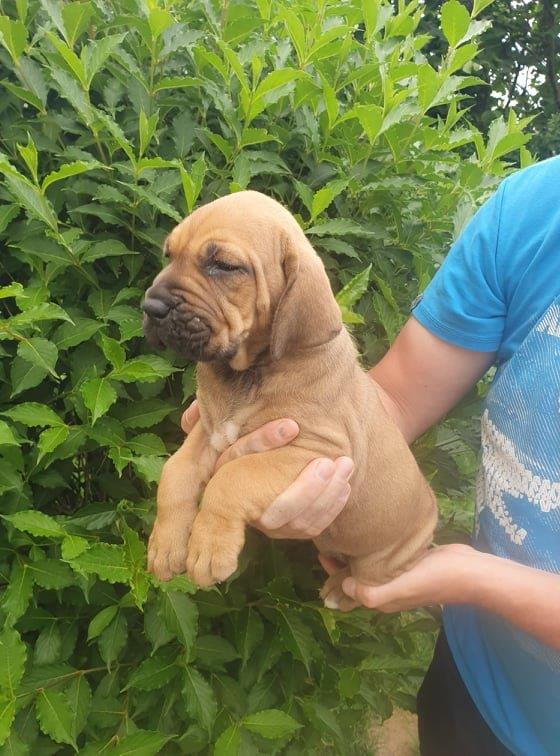 Fila brasileiro štěňata vrh CH pejsek Chann