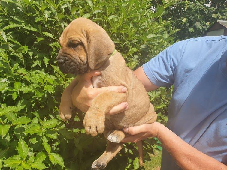 Fila brasileiro štěňata vrh CH Fenka Charlie