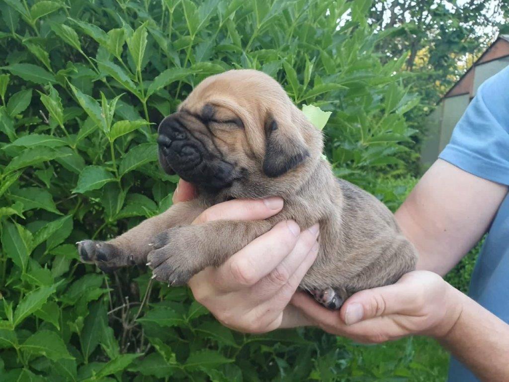 Fila brasileiro štěňata vrh CH Fenka Charlie