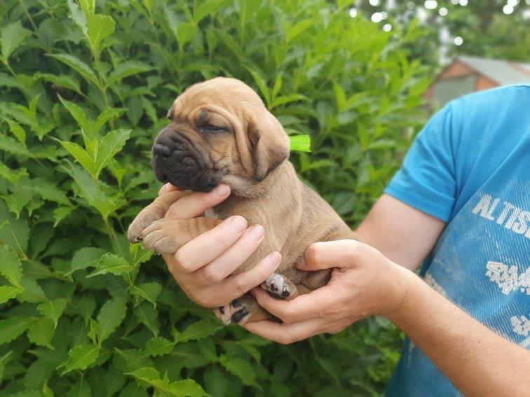 Fila brasileiro štěňata vrh CH Fenka Charlie