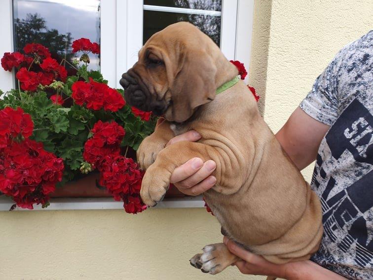 Fila brasileiro štěňata vrh CH Fenka Charlie