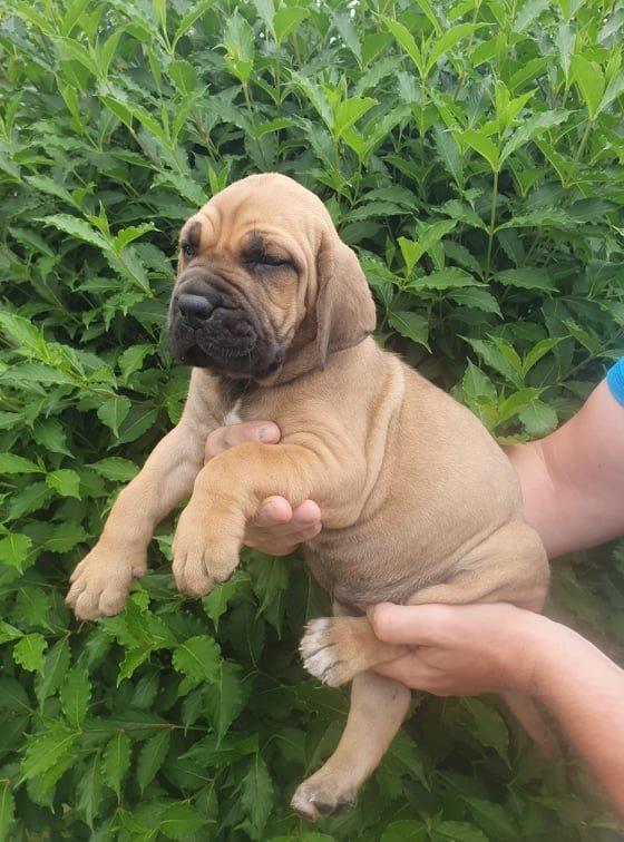 Fila brasileiro štěňata vrh CH Fenka Charlie