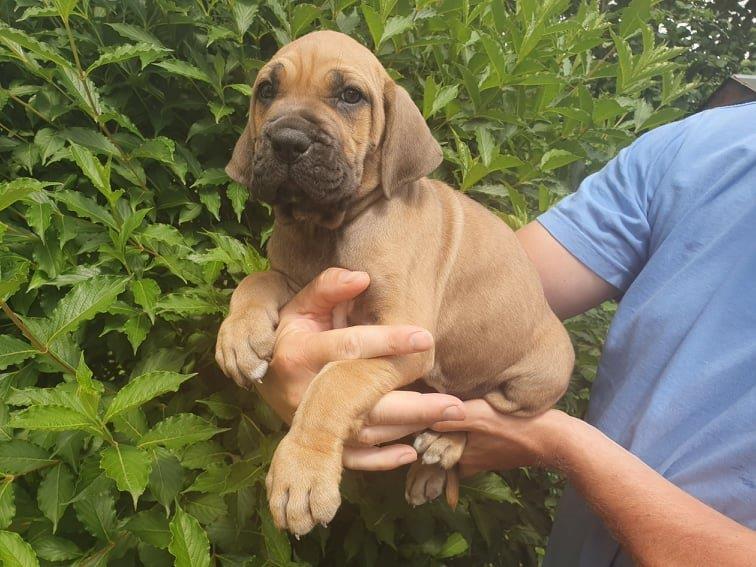 Fila brasileiro štěňata vrh CH Fenka Cherry