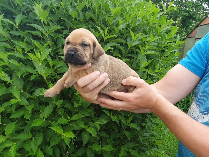 Fila brasileiro štěňata vrh CH Fenka Cherry