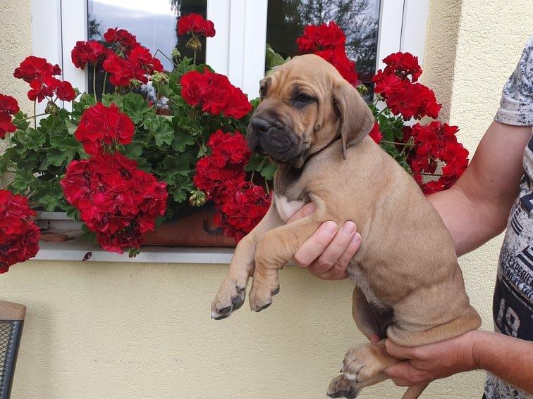 Fila brasileiro štěňata vrh CH Fenka Cherry