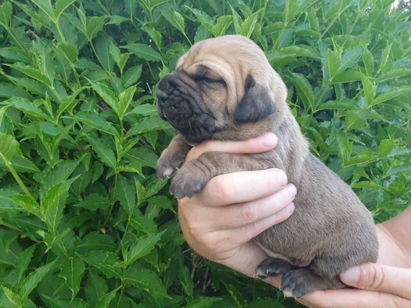 Fila brasileiro štěňata vrh CH Fenka Chuckie