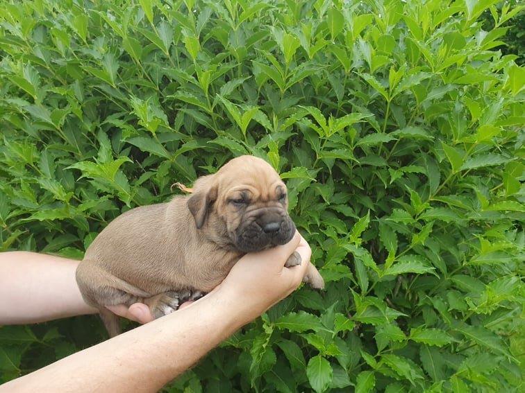 Fila brasileiro štěňata vrh CH Fenka Chuckie