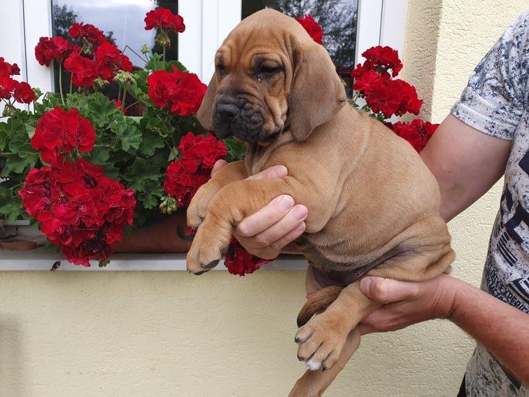 Fila brasileiro štěňata vrh CH Fenka Chuckie