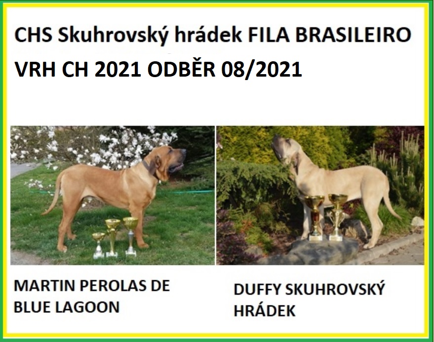 Fila brasileiro štěňata