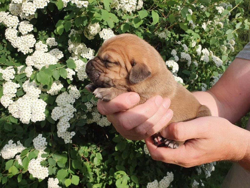 Fila brasileiro štěňata vrh CH pejsek Chann