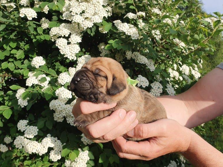 Fila brasileiro štěňata vrh CH Fenka Charlie