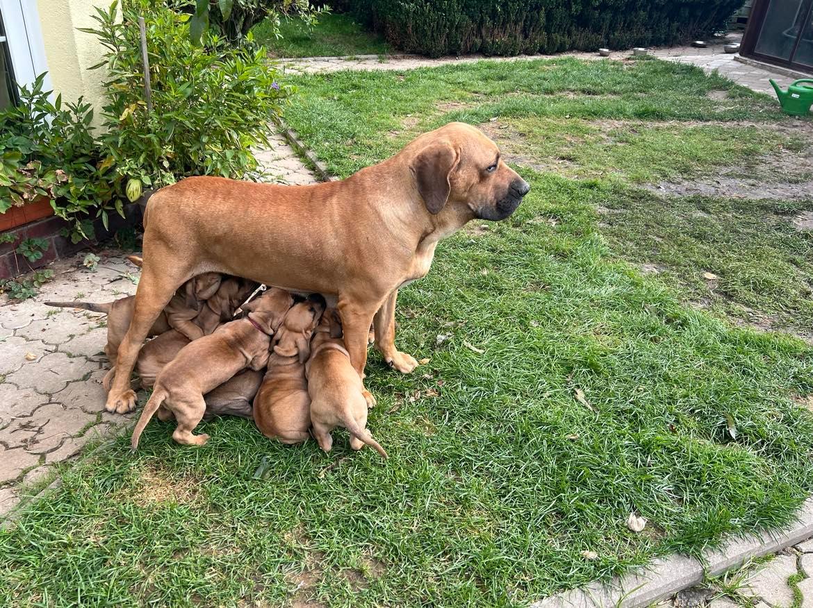 Puppy for sale fila brasileiro