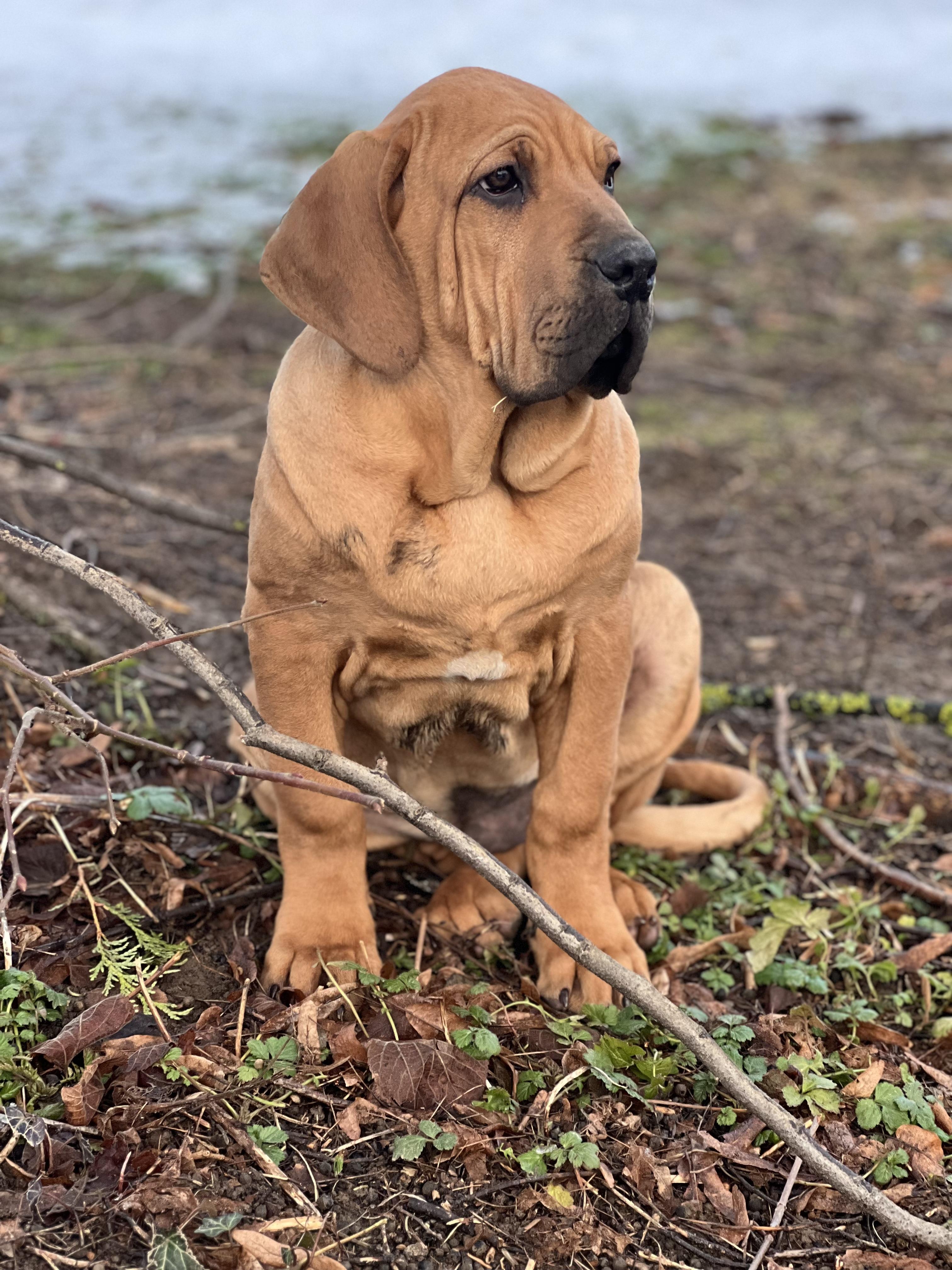 Fila brasileiro Icaro Skuhrovský hrádek