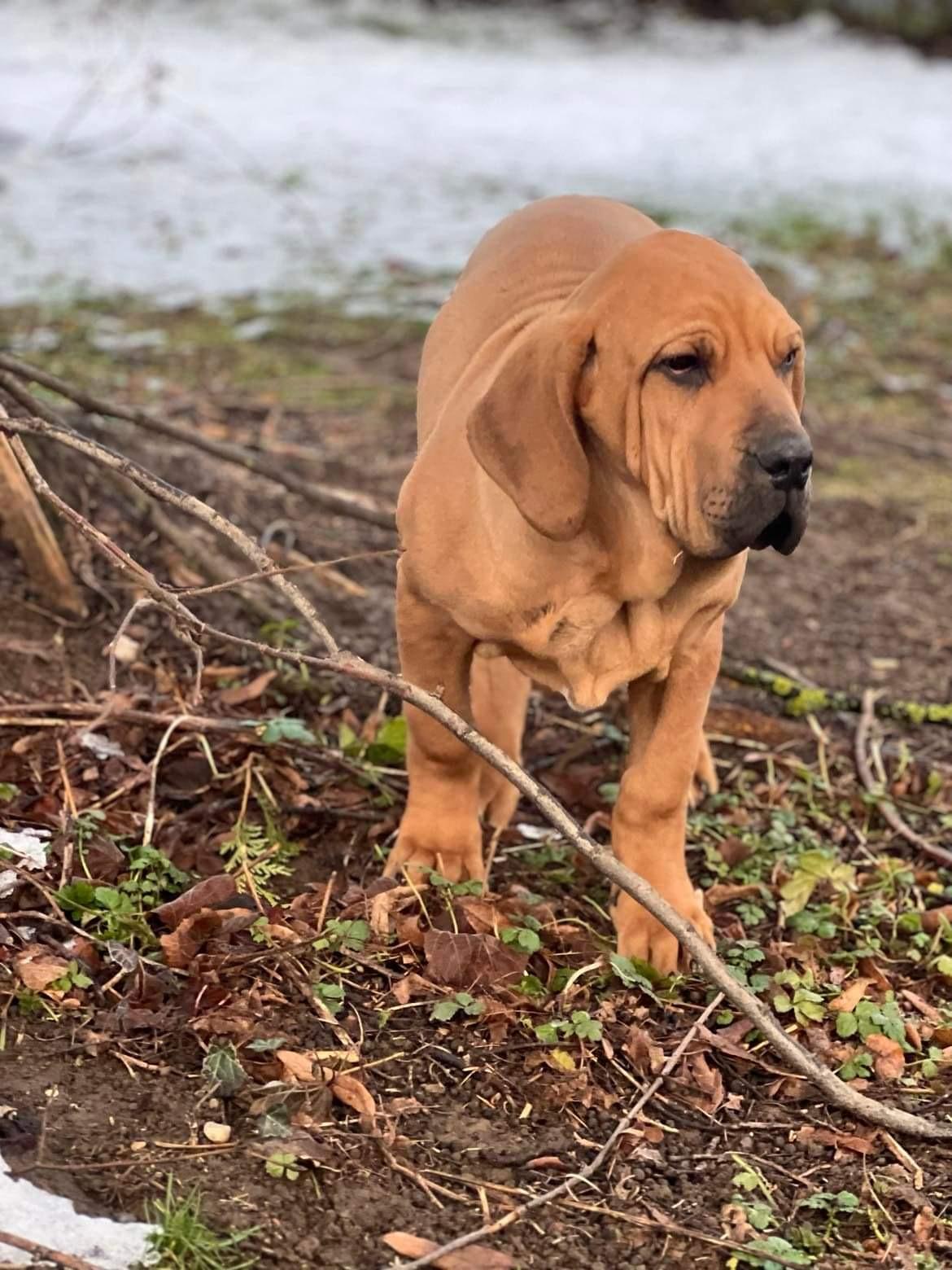 Fila brasileiro INDIGO Skuhrovský hrádek