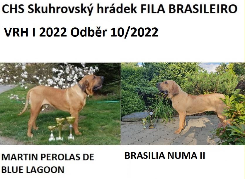 Fila brasileiro štěňata vrh I