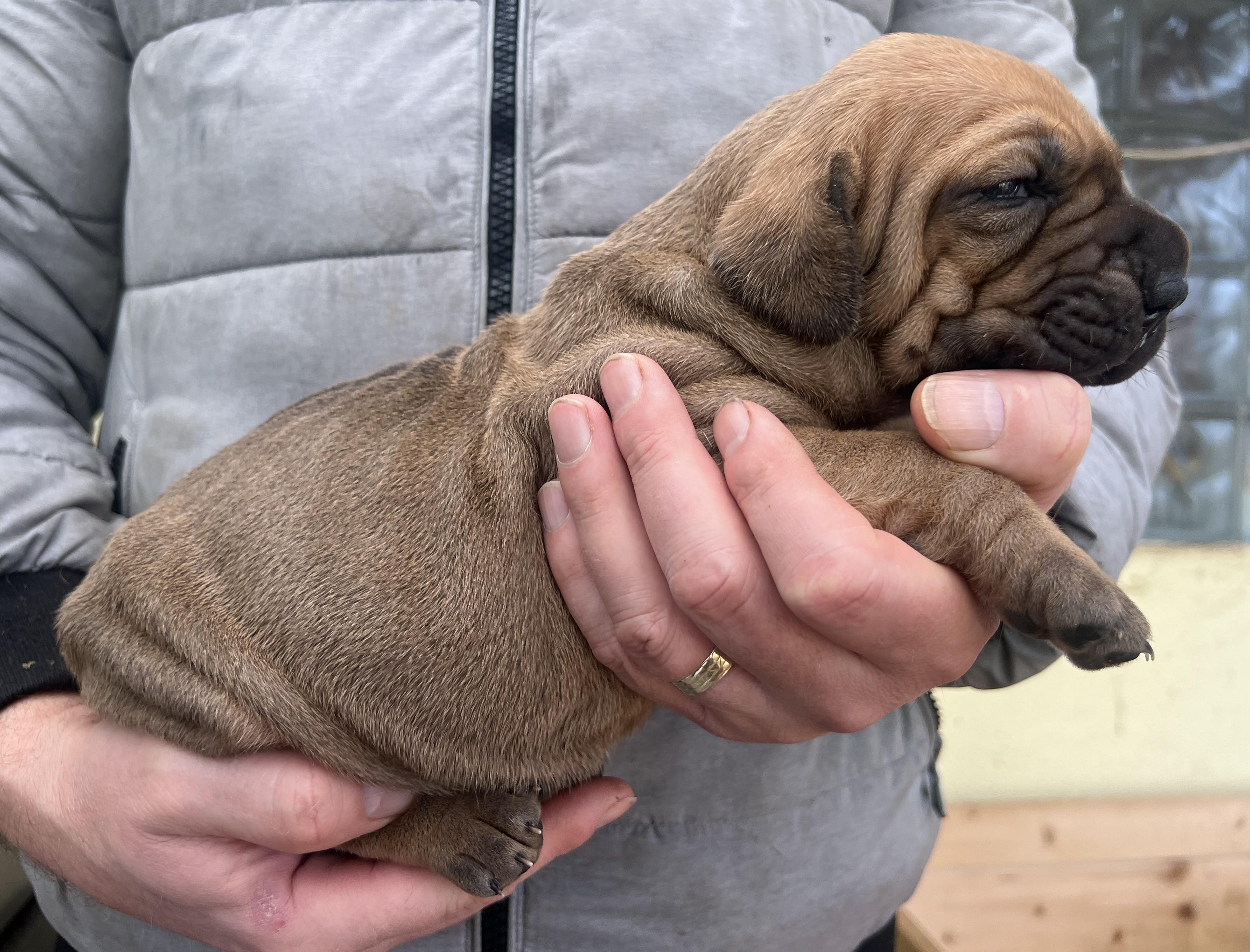 Brazilská fila štěně VRCH L 2025 LARA