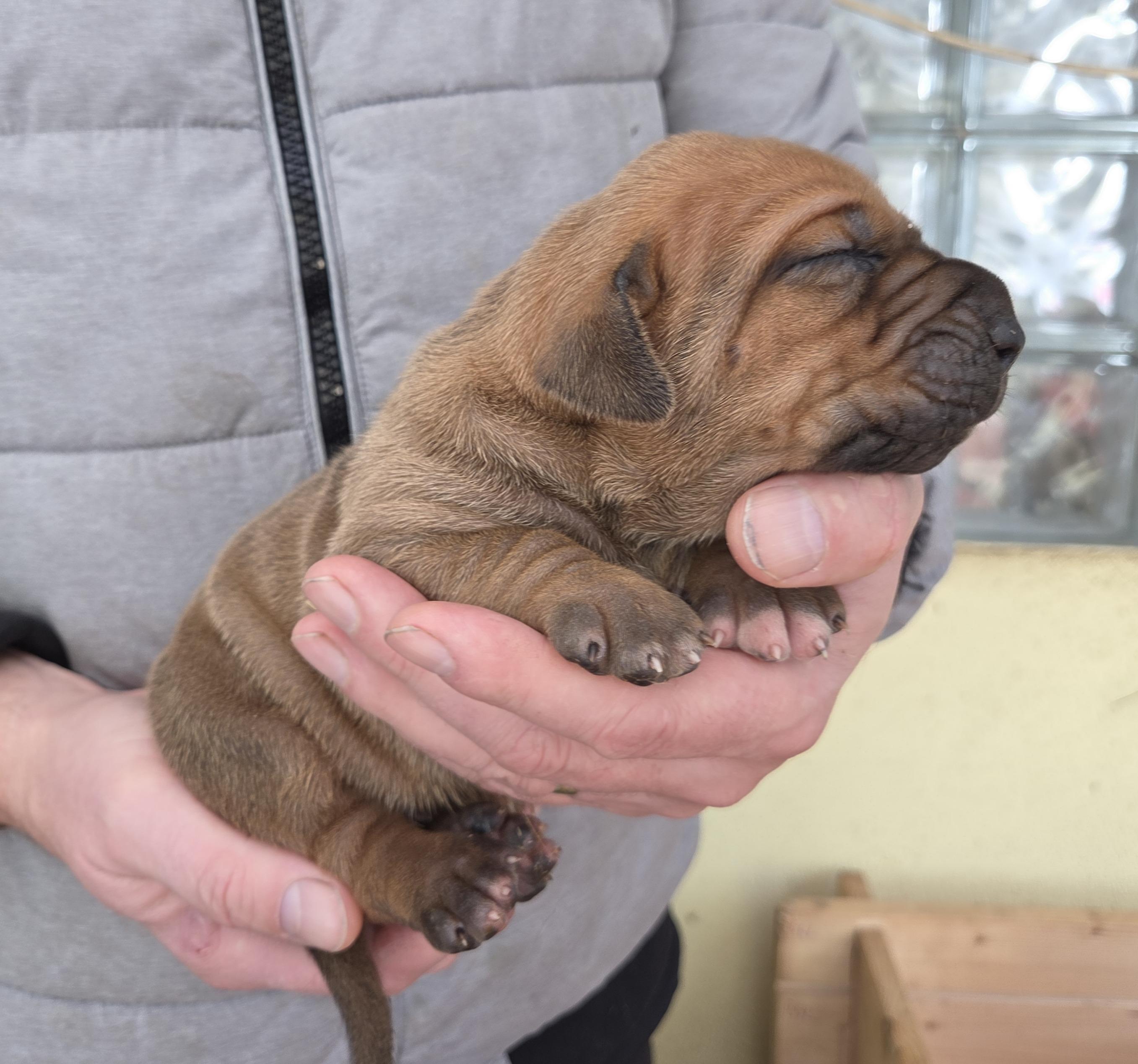 Brazilská fila štěně VRCH L 2025 LARA