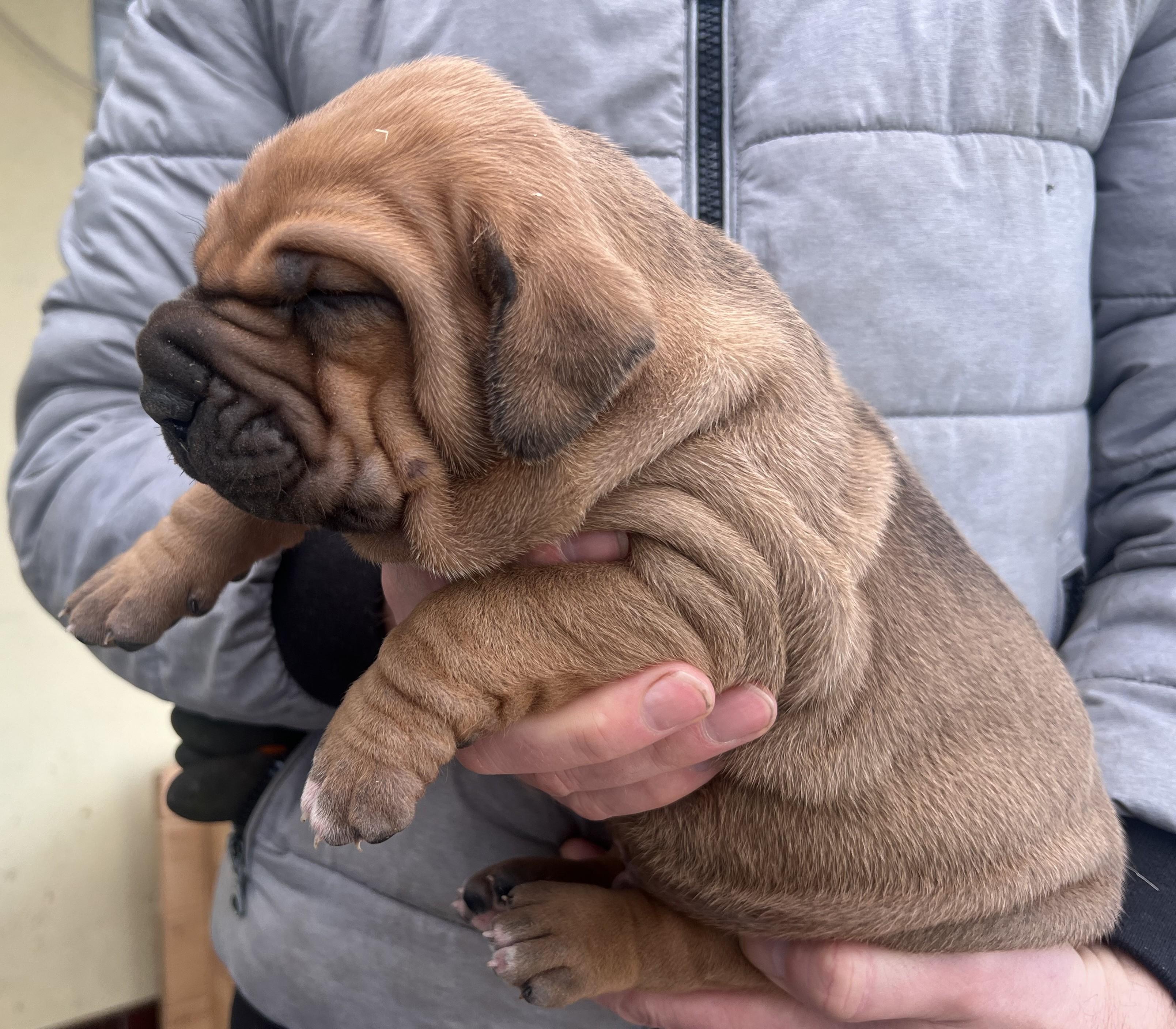 Brazilská fila štěně VRCH L 2025 Lupin