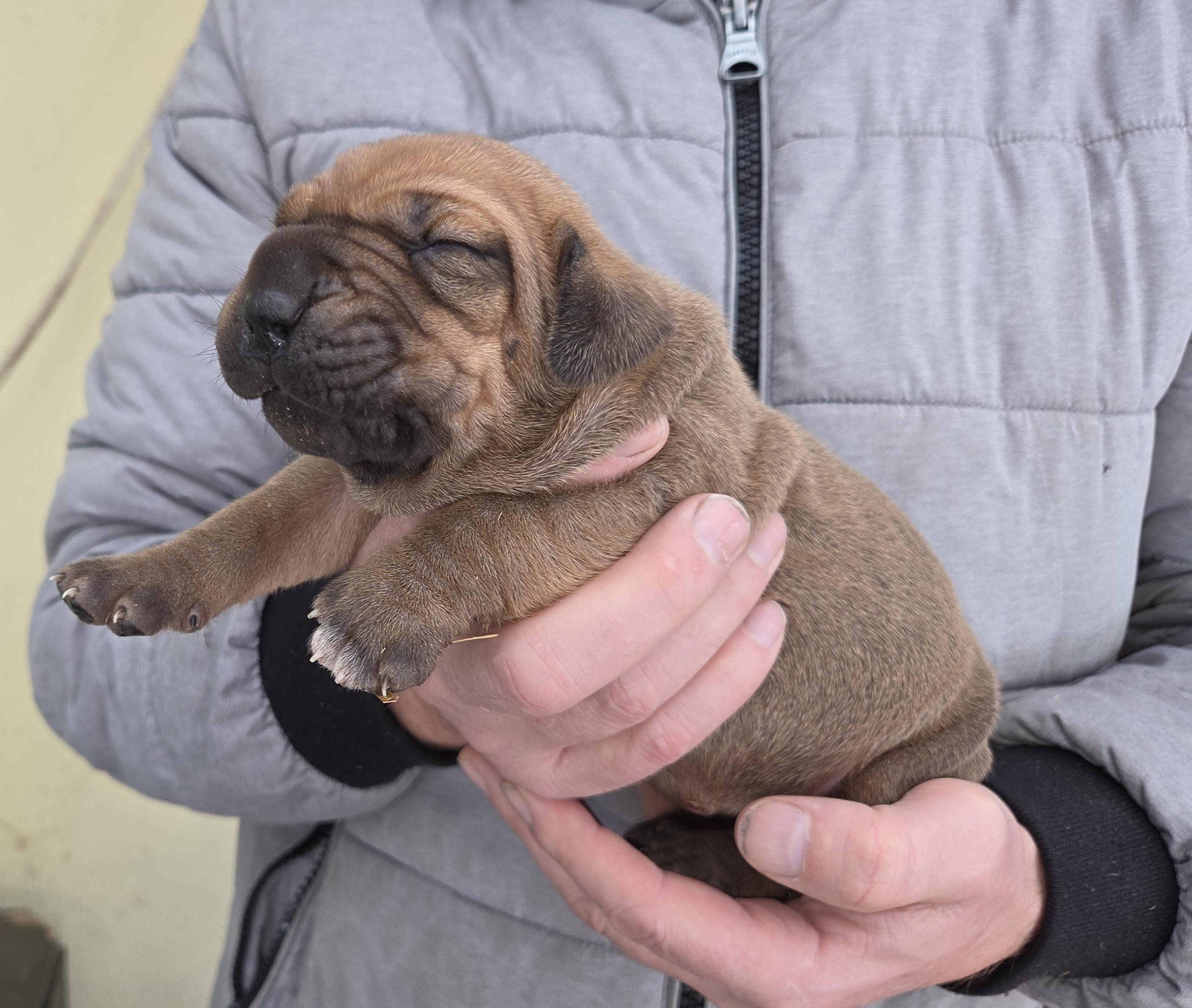 Brazilská fila štěně VRCH L 2025 LUPIN