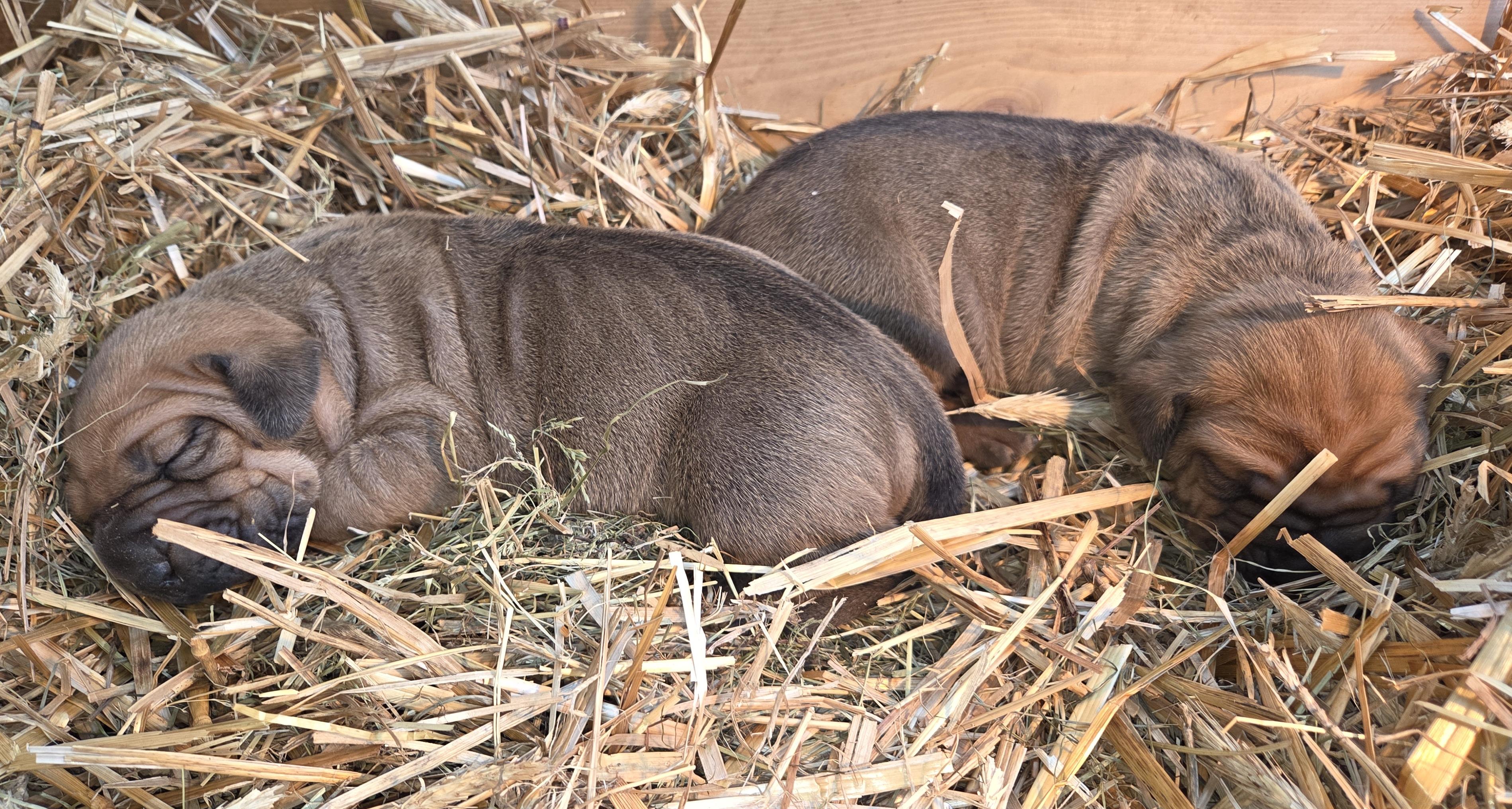 Fila brasileiro - puppy 2025 Fila brasileiro - puppy 2025