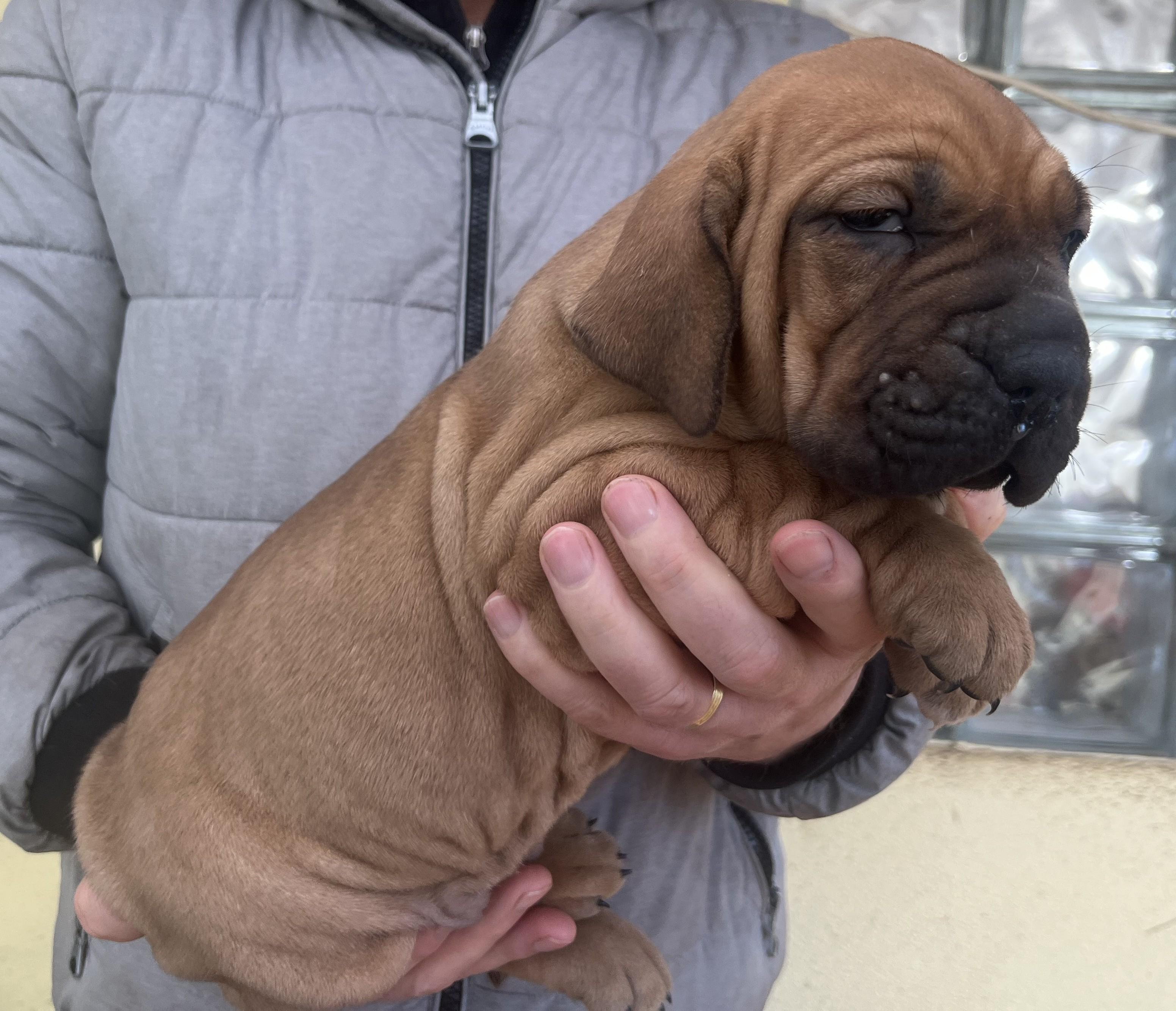 Brazilská fila štěně VRCH L 2025 LARA