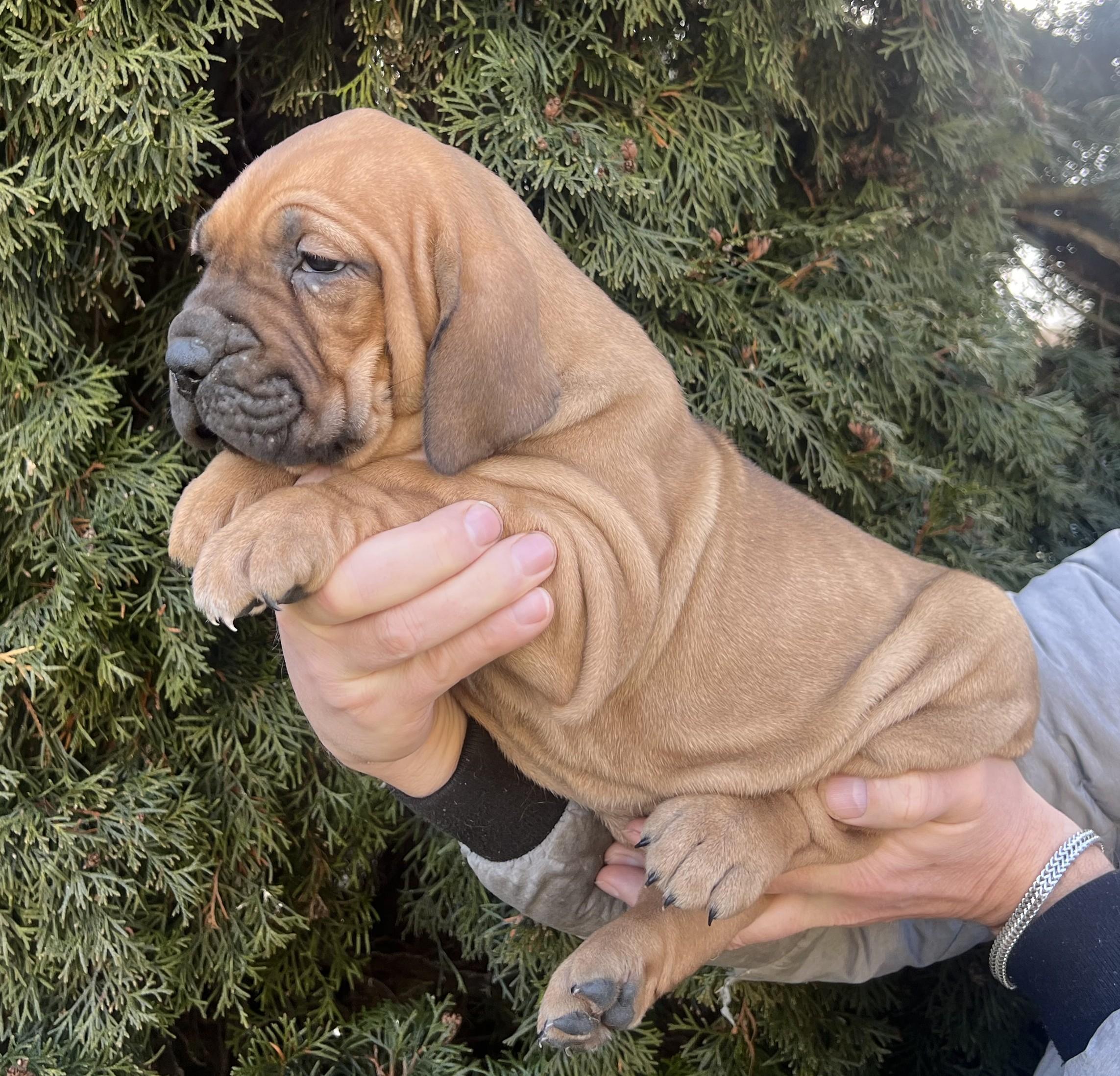 Brazilská fila štěně VRCH L 2025 LARA