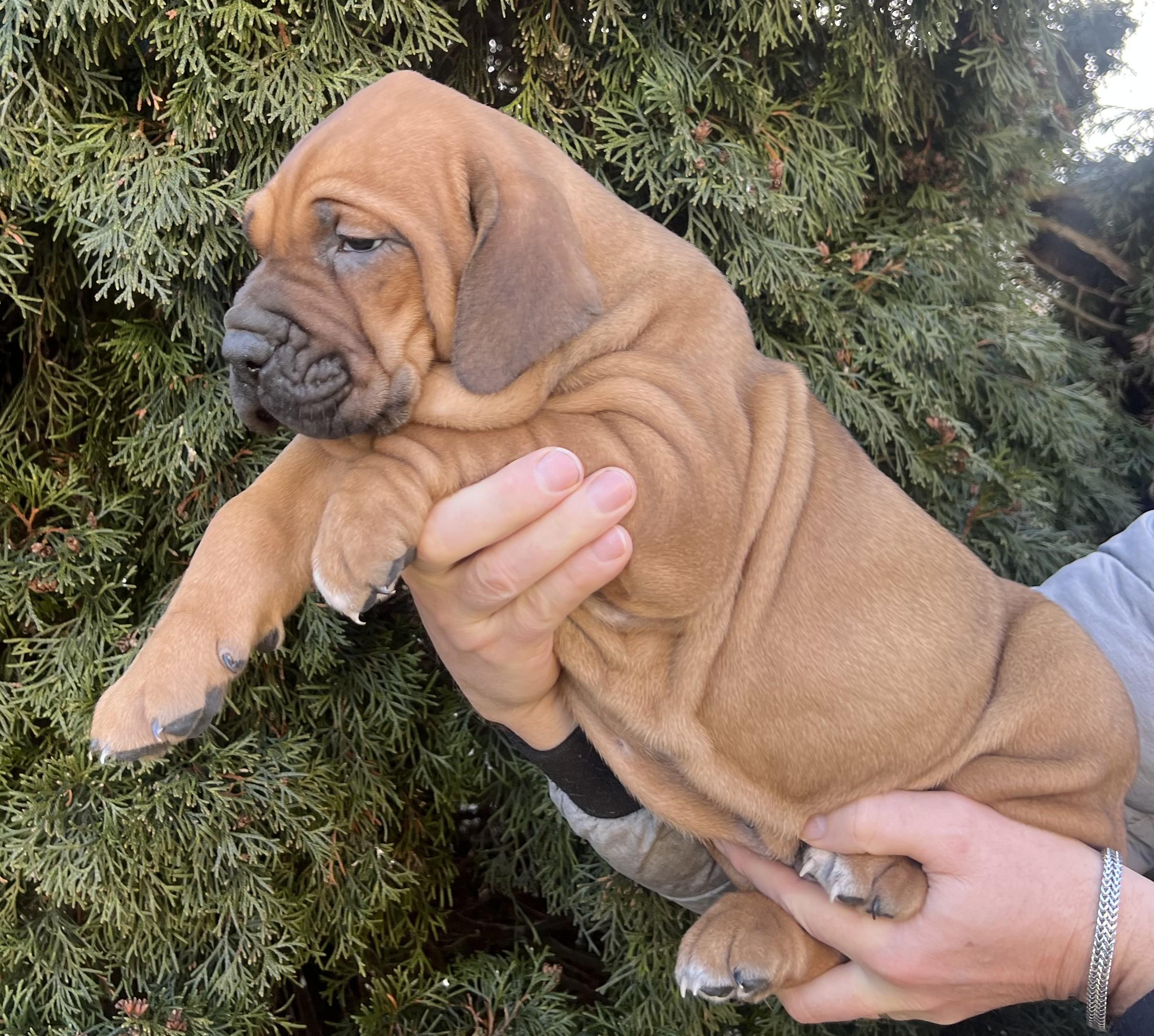 Brazilská fila štěně VRCH L 2025 LUPIN