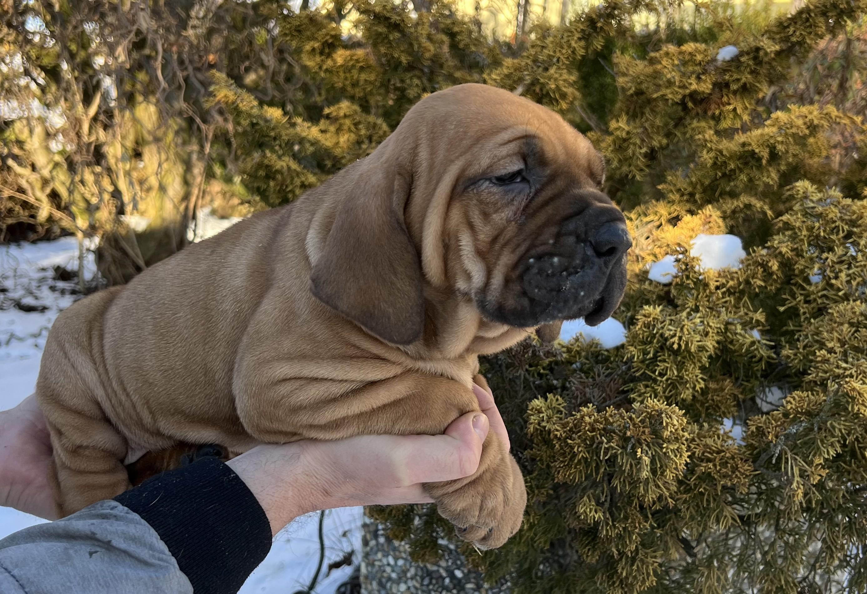 Brazilská fila štěně VRCH L 2026 LARA