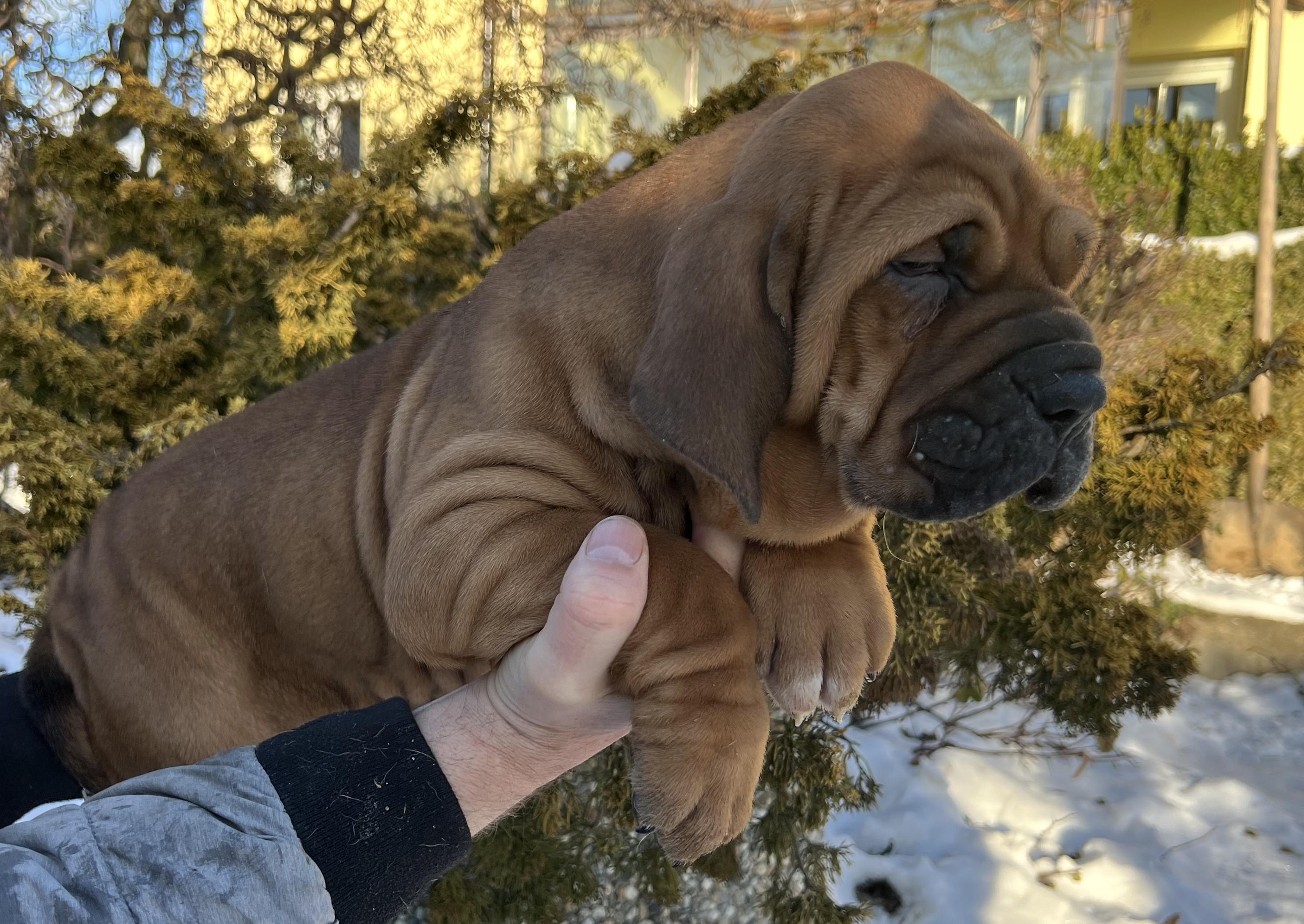 Brazilská fila štěně VRCH L 2025 LUPIN