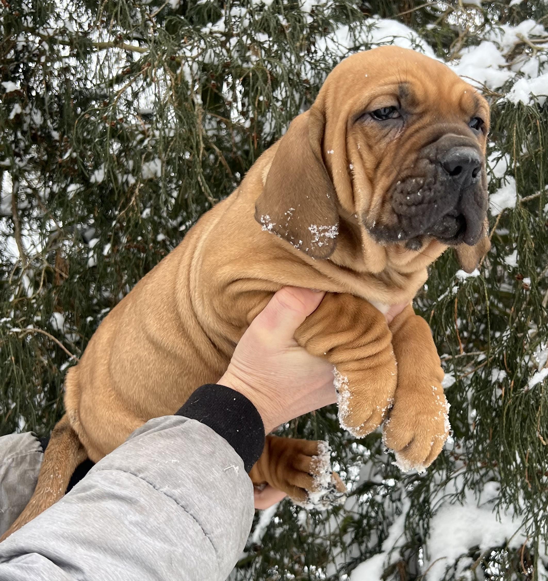 Brazilská fila štěně VRCH L 2026 LARA