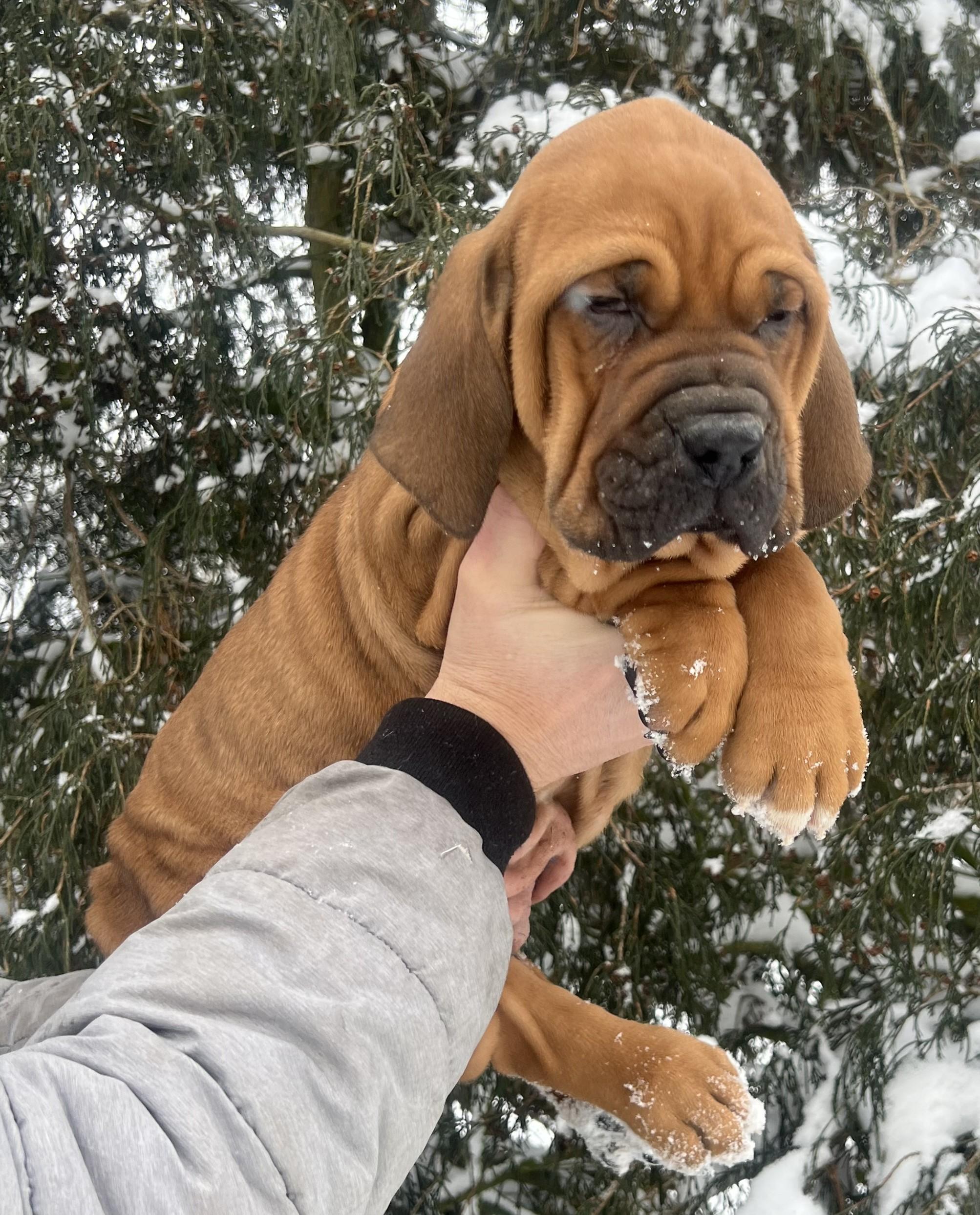 Brazilská fila štěně VRCH L 2026 Lupin