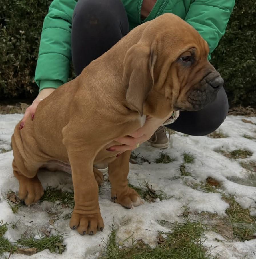 Fila brasileiro puppy L Lupin Brazilská fila štěně VRCH L 2025 LUPIN