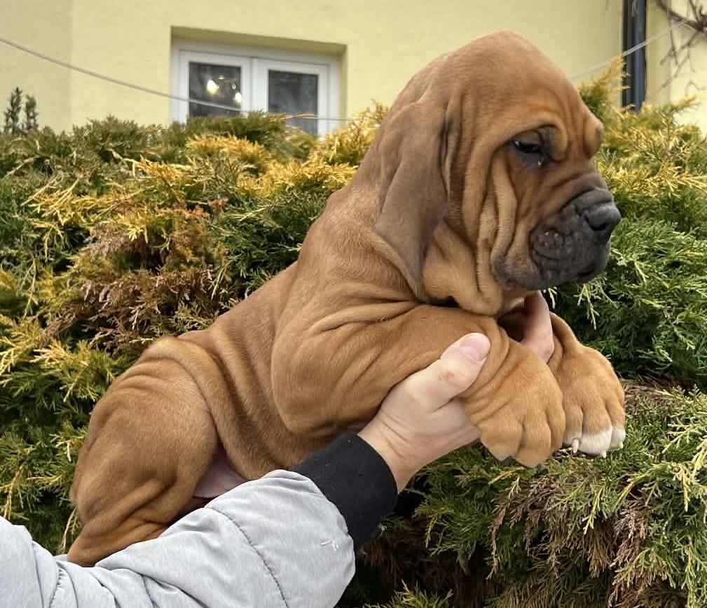 Brazilská fila štěně VRCH L 2026 Lupin Brazilská fila štěně VRCH L 2026 Lupin