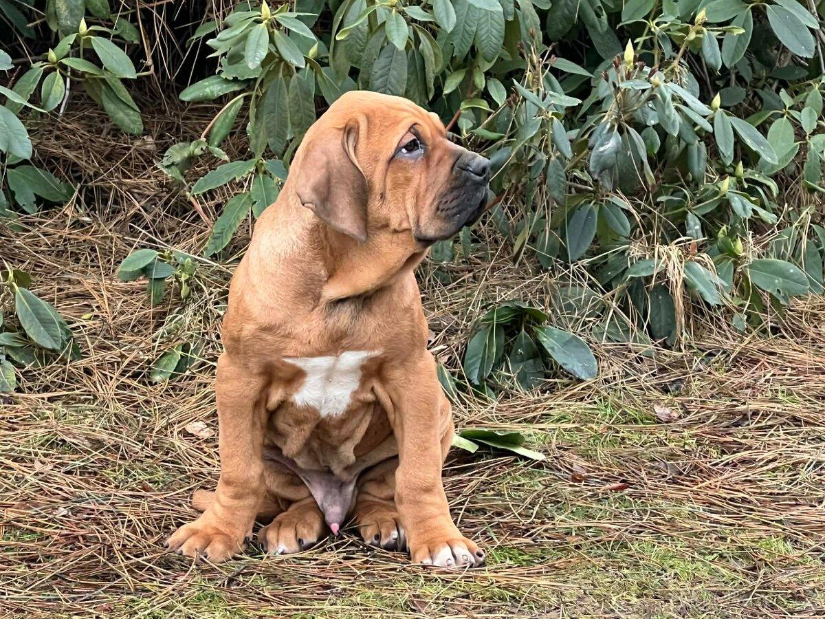 Fila brasileiro - puppy 2026 Lupin Skuhrovský hrádek Fila brasileiro - puppy 2026 Lupin Skuhrovský hrádek