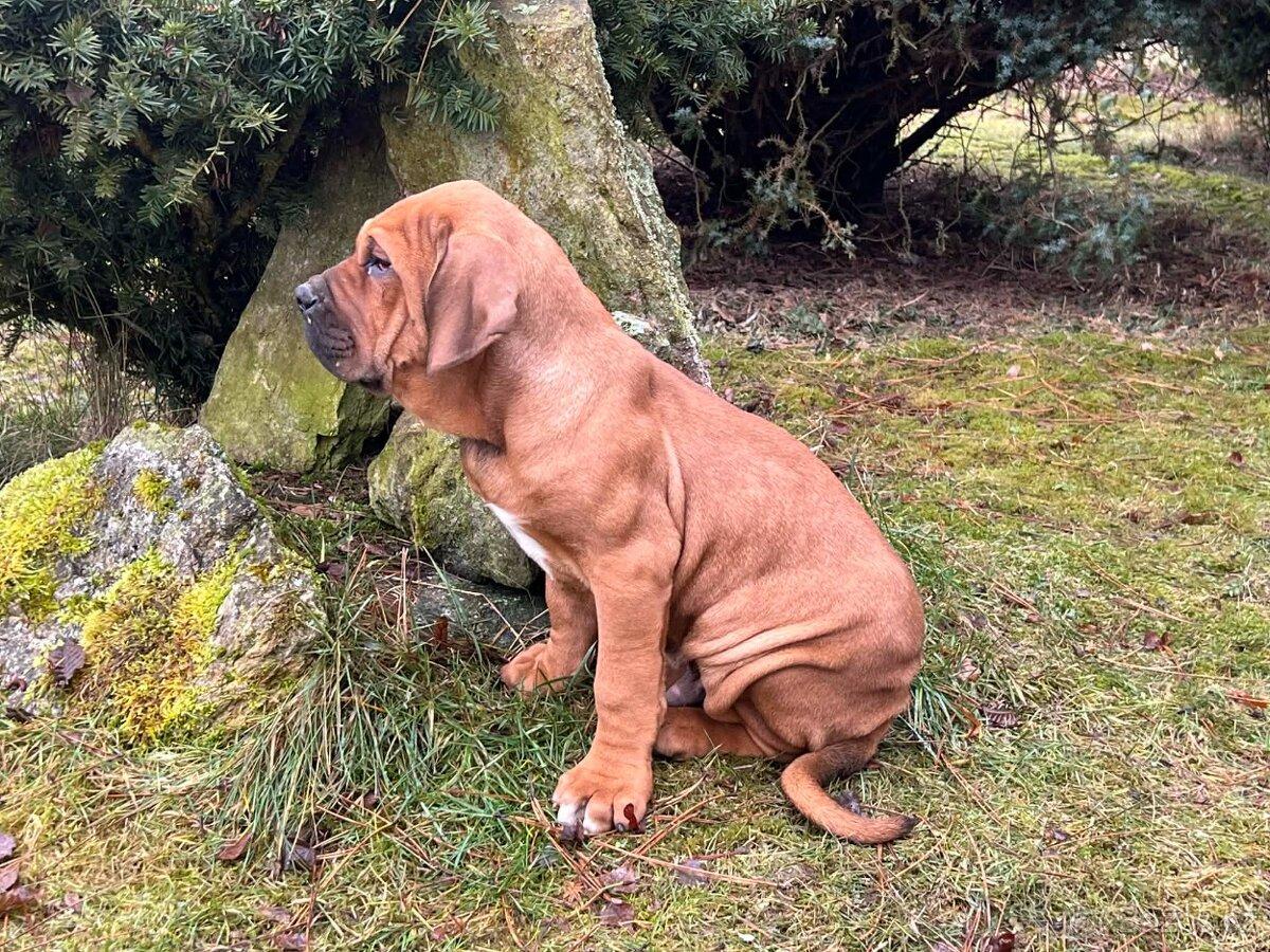 Fila brasileiro - puppy 2026 Lupin Skuhrovský hrádek