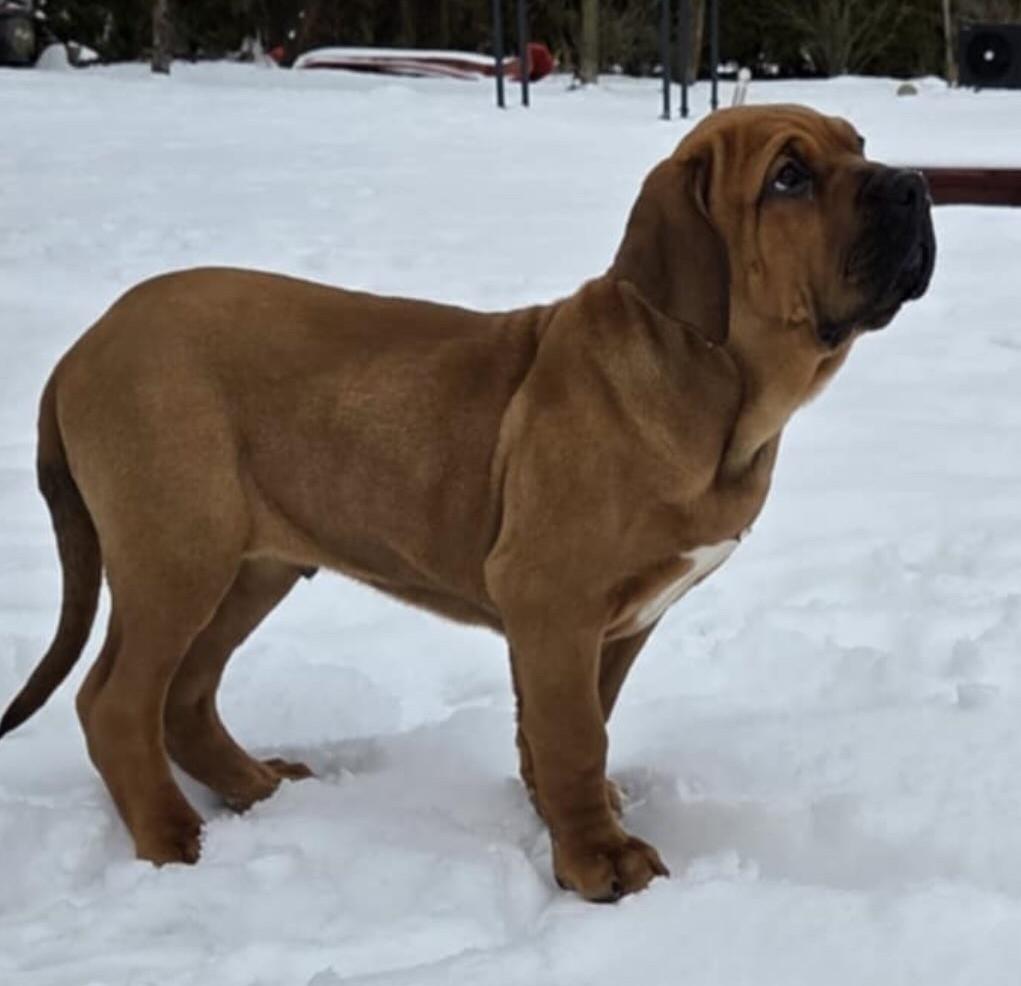 Fila brasileiro - puppy 2026 Lupin Skuhrovský hrádek Fila brasileiro - puppy 2026 Lupin Skuhrovský hrádek