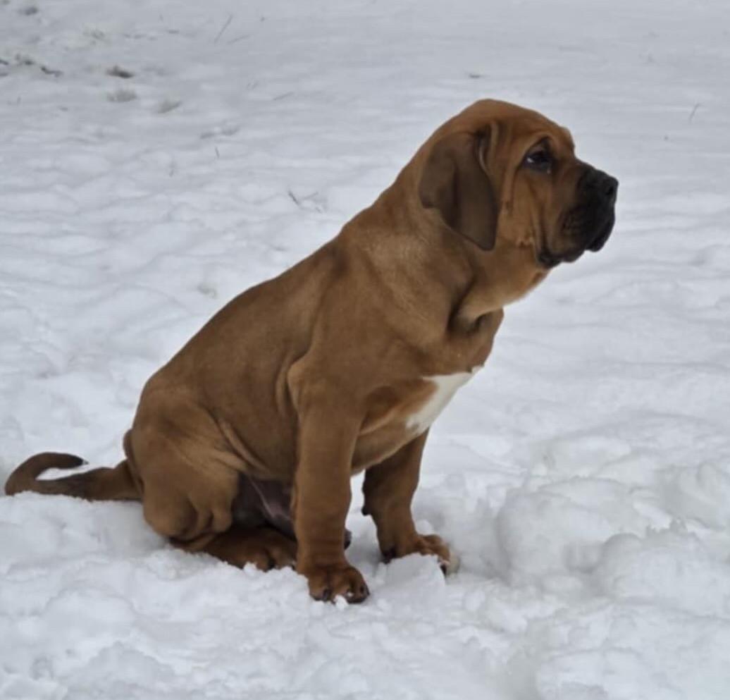 Fila brasileiro - puppy 2026 Lupin Skuhrovský hrádek Fila brasileiro - puppy 2026 Lupin Skuhrovský hrádek