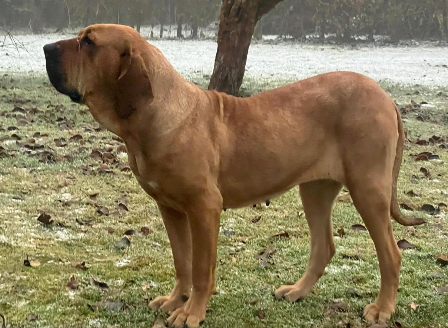 Brazilská fila Debie