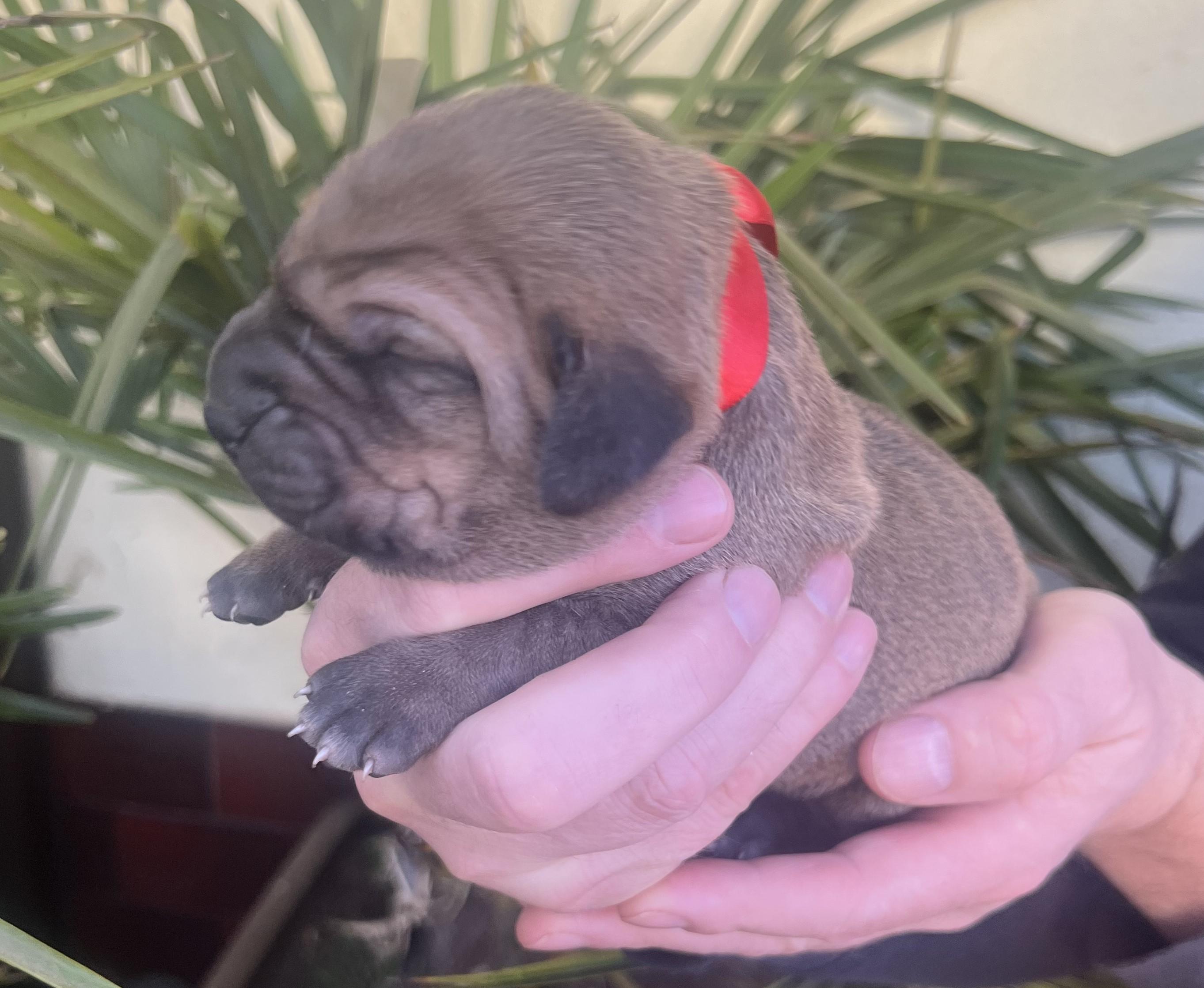 Fila brasileiro - puppy 2025