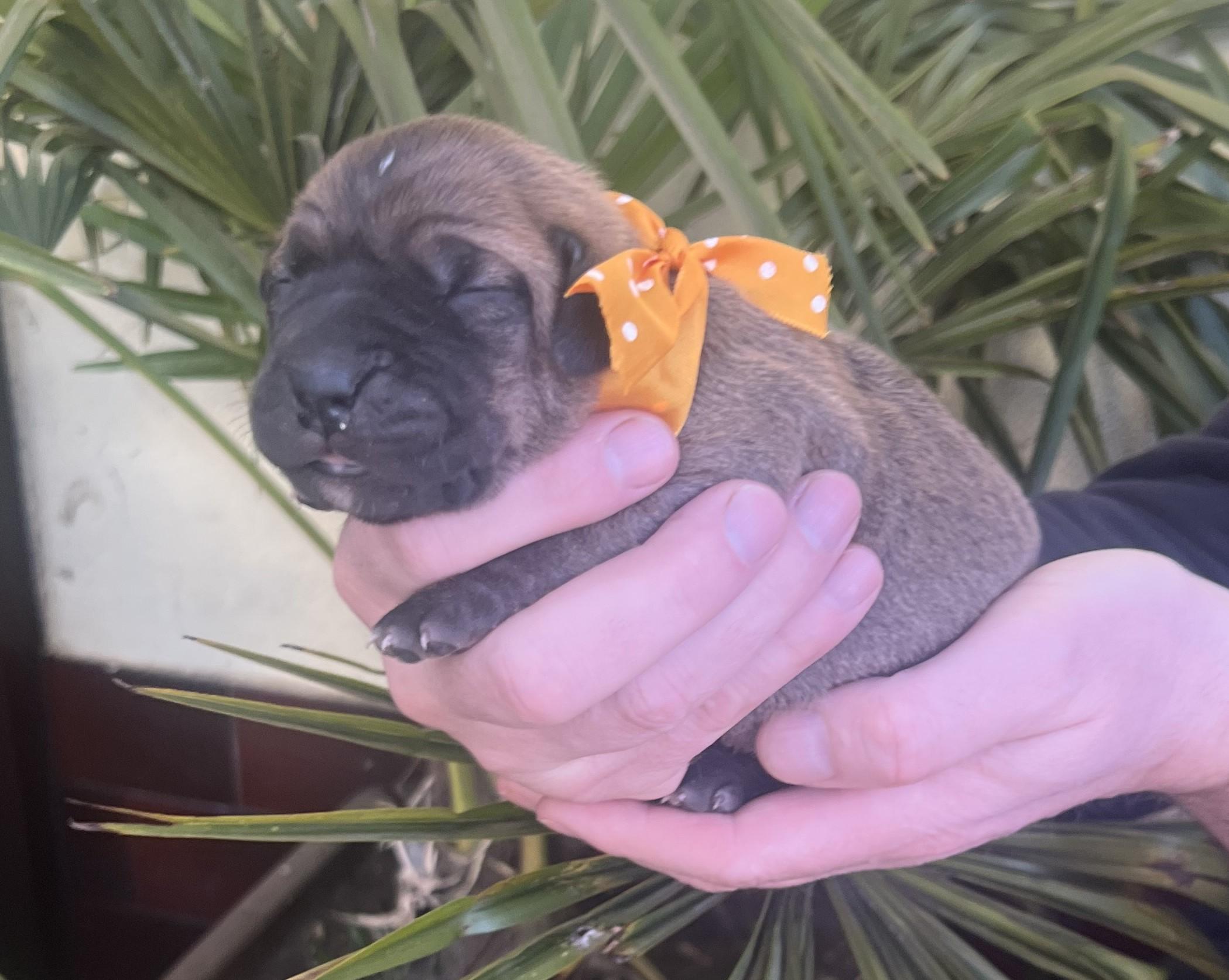 Fila brasileiro - puppy 2025