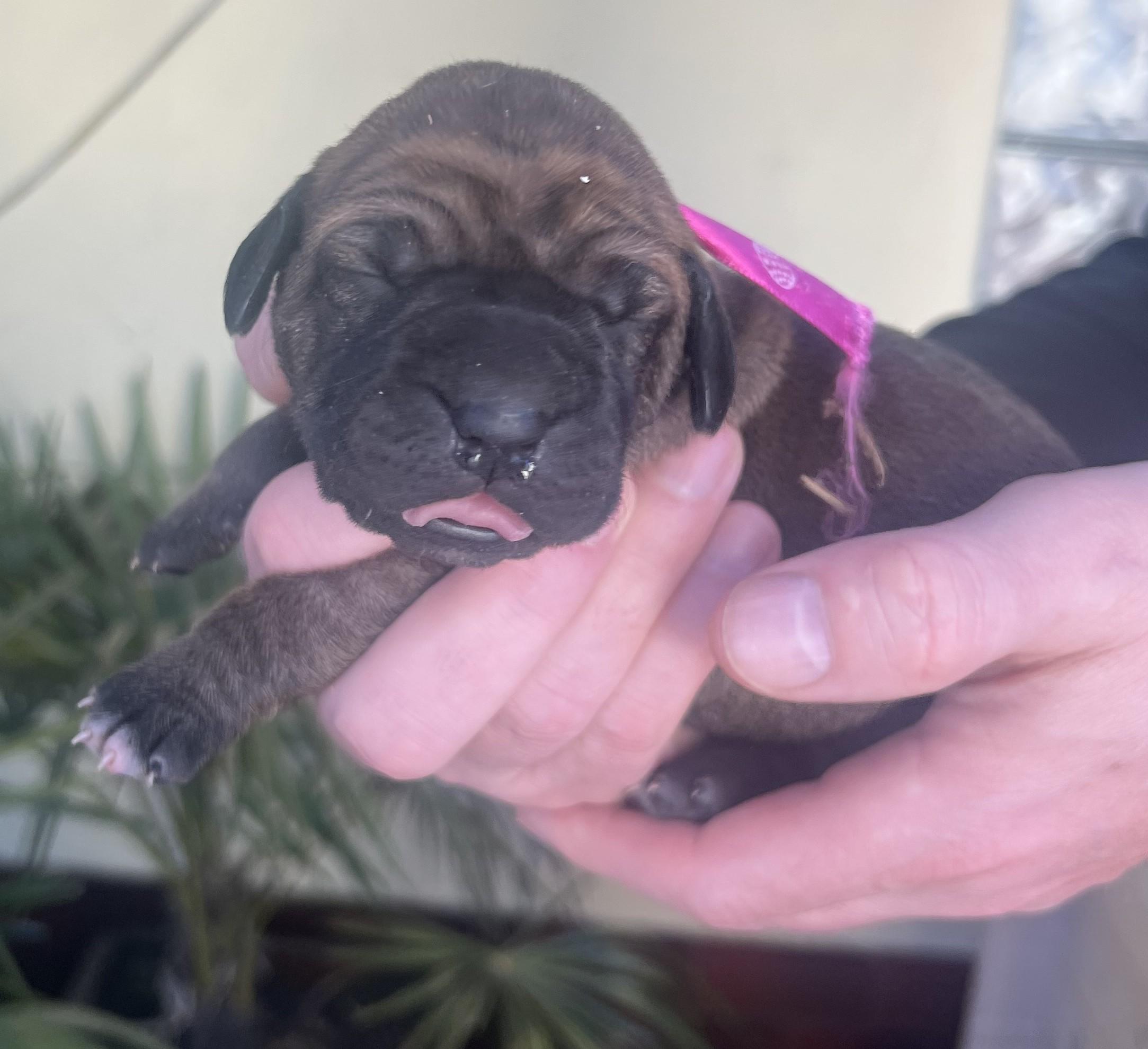 Fila brasileiro - puppy 2025