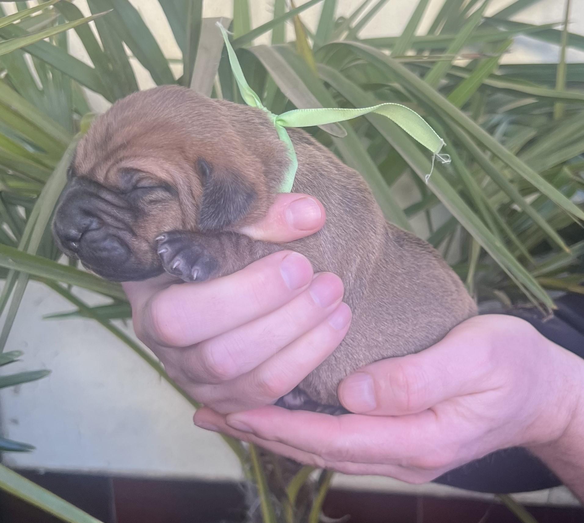 Fila brasileiro - puppy 2025